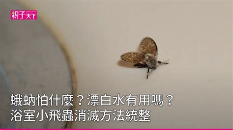 房間 飛蛾|浴室、廁所小飛蟲(蛾蚋)怎麼消滅？除蟲達人教你3方。